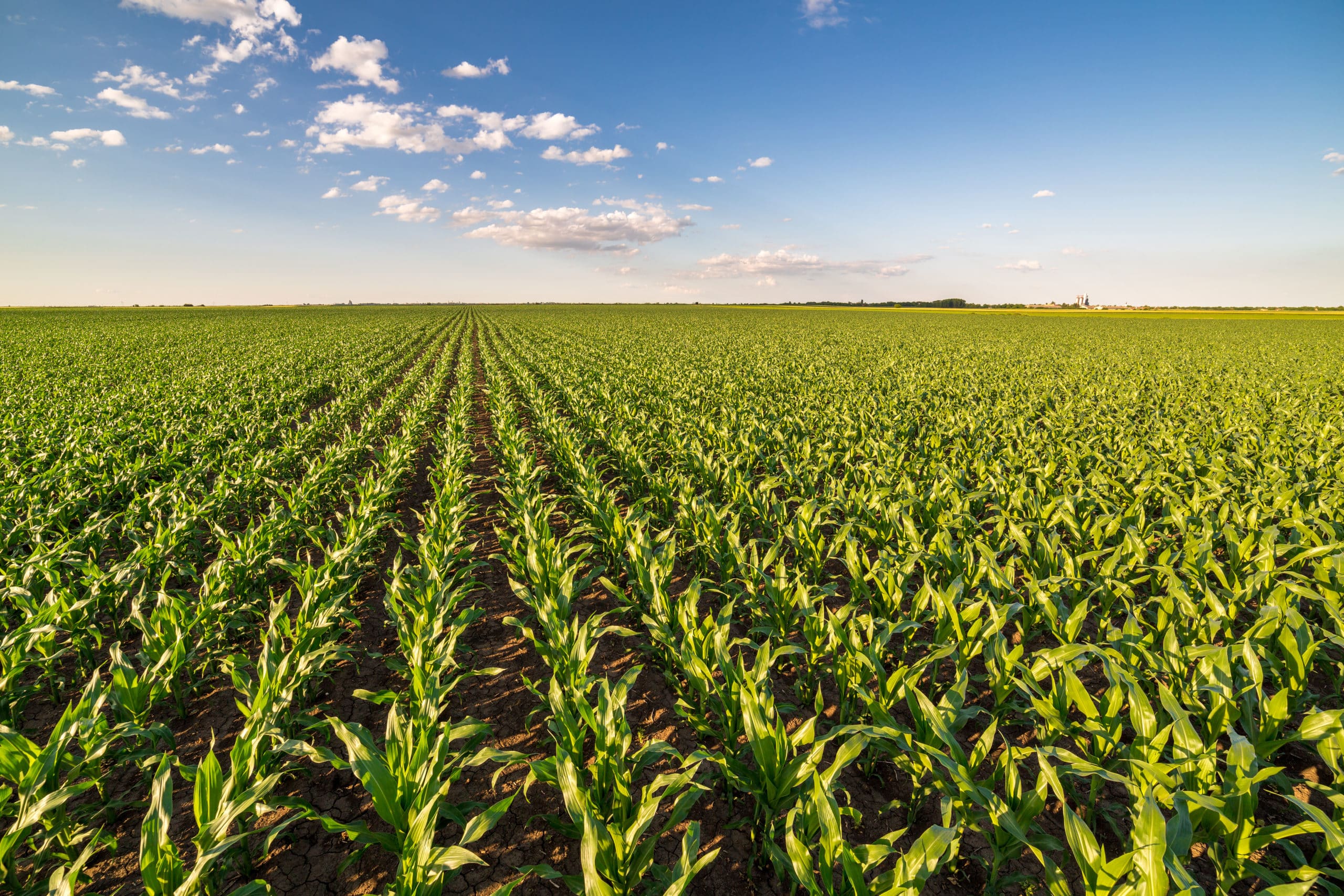 starlink-genetically-modified-corn-seed-settlement-seeger-weiss-llp